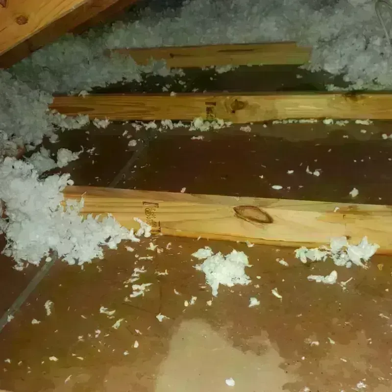 Attic Water Damage in Mayer, MN